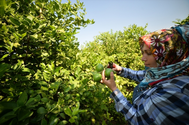 Limon hasadında kadın işçiler öne çıkıyor